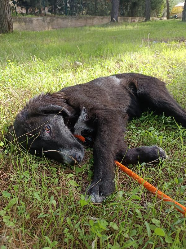 Cucciola da sogno taglia media Foto 3